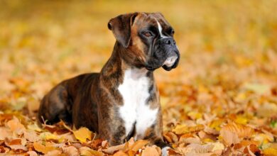 boxer puppies