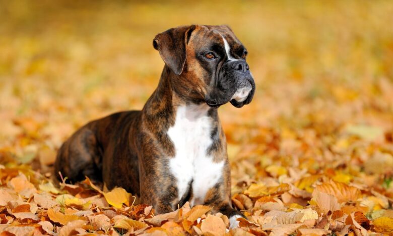 boxer puppies