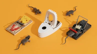 mouse trap